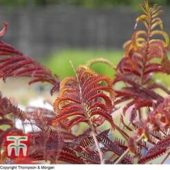 Albizia Julibrissin 'Summer Chocolate' 8 Albizia Julibrissin 'Summer Chocolate' -Garden Plants T67854 ALBI 2
