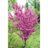 Cercis Chinensis 'Avondale' -Garden Plants T67896 CERC 1