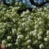 Fothergilla X Intermedia 'Blue Shadow' -Garden Plants T67931 FOTH 1