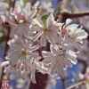 Prunus X Subhirtella 'Autumnalis Rosea' -Garden Plants T68174 PRUN 1