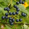 Viburnum Dentatum 'Blue Muffin Christom' 2 Viburnum Dentatum 'Blue Muffin Christom' -Garden Plants T68199 VIBU 1