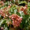 Acer Ginnala 'Bailey Compact' -Garden Plants T68232 ACER 1
