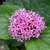 Clerodendrum Bungei