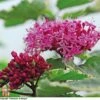 Clerodendrum Bungei 'Pink Diamond' -Garden Plants T68298 CLER 1