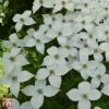 Cornus Kousa 'Schmetterling' -Garden Plants T68312 CORN 1