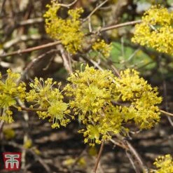 Cornus Mas 'Jolico'