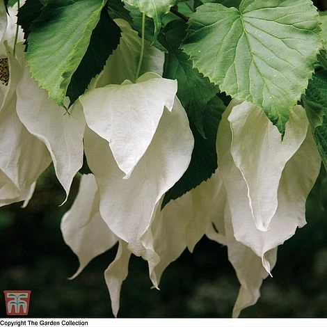 Davidia Involucrata Var. Vilmoriniana 3 Davidia Involucrata Var. Vilmoriniana
