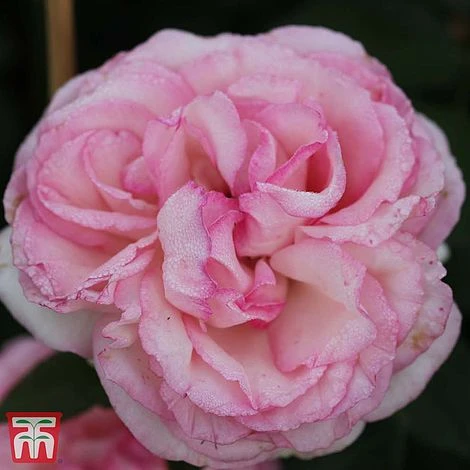 Rose 'Eden Rose 88' 4 Rose 'Eden Rose 88' - Image 2