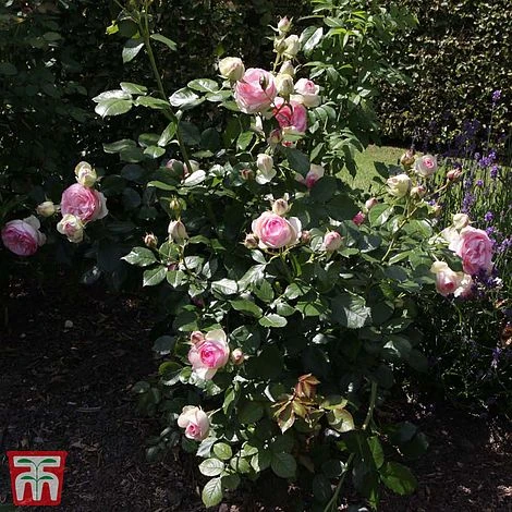 Rose 'Eden Rose 88' 5 Rose 'Eden Rose 88' - Image 3
