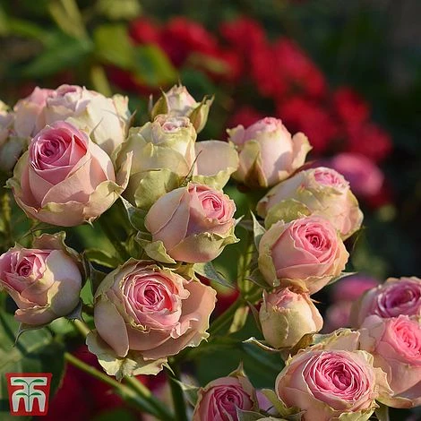 Rose 'Eden Rose 88' 3 Rose 'Eden Rose 88'