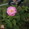 Rose 'Guirlande Rose' -Garden Plants T68481 ROSE 1