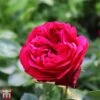 Rose 'Red Eden Rose' -Garden Plants T68503 ROSE 1