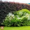 Copper Beech (Hedging) -Garden Plants T70276 FAG 1