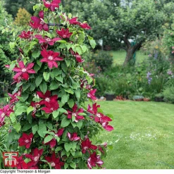 Clematis Rebecca™ Evipo016 -Garden Plants T77132 CLEM 1