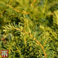 Taxus Baccata 'Summergold' -Garden Plants TAX TKA3590 B