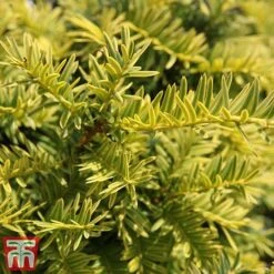 Taxus Baccata 'Summergold' -Garden Plants TAX TKA3590 C