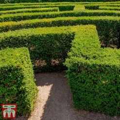 Taxus X Media 'Densiformis' -Garden Plants TAX TKA3596 B