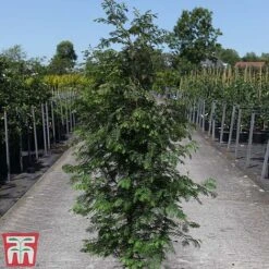 Taxodium Distichum -Garden Plants TAXO TKA3572 B