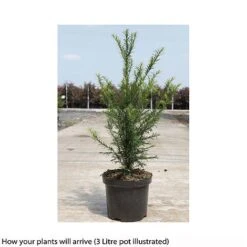 Taxus Baccata -Garden Plants TAXU T66488 B h