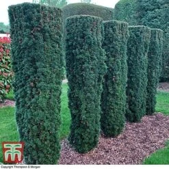 Taxus Baccata -Garden Plants TAXU T66488 C1