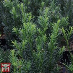 Taxus Media 'Groenland' -Garden Plants TAXU T66492 B