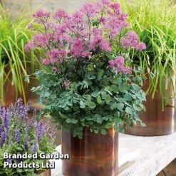 Thalictrum Aquilegifolium -Garden Plants THAL LITTLEPIN S15822