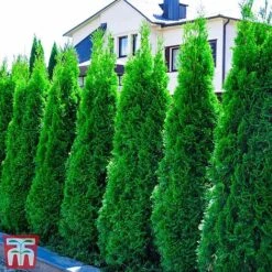 Thuja Occidentalis 'Smaragd'