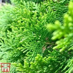 Thuja Occidentalis 'Smaragd' 8 Thuja Occidentalis 'Smaragd' -Garden Plants THU TKA3624 C
