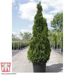 Thuja Occidentalis 'Smaragd' 9 Thuja Occidentalis 'Smaragd' -Garden Plants THU TKA3624 D