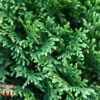 Thuja Plicata 'Can-can' -Garden Plants THU TKA3630 A