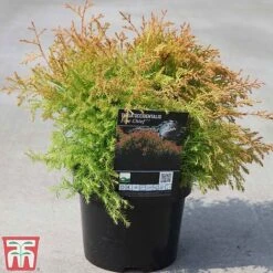 Thuja Occidentalis 'Fire Chief'