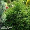 Thujopsis Dolabrata -Garden Plants THUJ DOLABRATA1