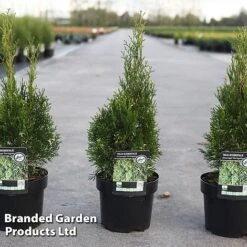 Thuja Occidentalis 'Smaragd Variegata'