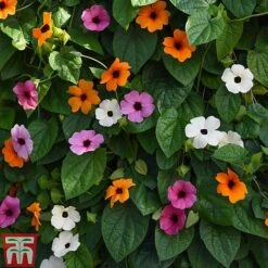 Thunbergia 'Sunny Susy Collection' -Garden Plants THUN TKA0225 B