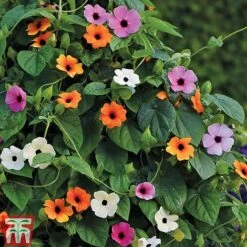 Thunbergia 'Sunny Susy Collection' -Garden Plants THUN TKA0225 C