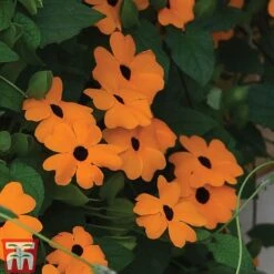 Thunbergia 'Sunny Susy Collection' -Garden Plants THUN TKA0225 D