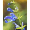 Salvia 'African Sky' -Garden Plants TKA0981 SALV 1