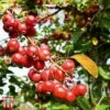 Crab Apple 'Gorgeous' -Garden Plants TKA2083 CRAB 1