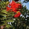 Sorbus Aucuparia 'Ember Glow' -Garden Plants TKA2129 SORB 1