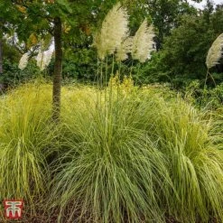 Cortaderia Selloana 'Gold Minipampas'