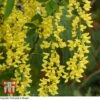 Laburnum X Watereri 'Vossii' -Garden Plants TKA3212 LABU 1