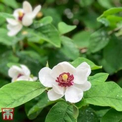 Magnolia Sieboldii -Garden Plants TKA3242 MAGN 2