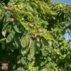 Common Medlar -Garden Plants TKA3274 MESP 1