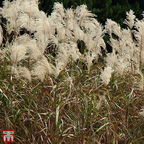 Miscanthus Sinensis 'Graziella' 4 Miscanthus Sinensis 'Graziella' - Image 2