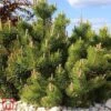 Pinus Mugo 'Benjamin' -Garden Plants TKA3334 PINU 1