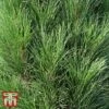 Pinus Nigra 'Green Tower' -Garden Plants TKA3346 PINU 1