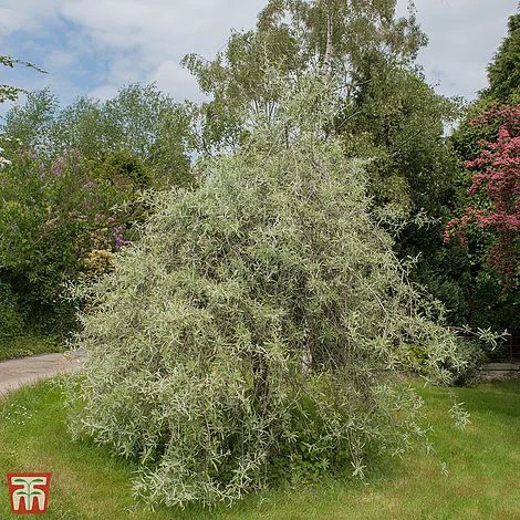 Pyrus Salicifolia 'Pendula' 4 Pyrus Salicifolia 'Pendula' - Image 2