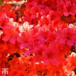 Rhododendron 'Stewartstonian' 5 Rhododendron 'Stewartstonian' -Garden Plants TKA3420 RHOD 1