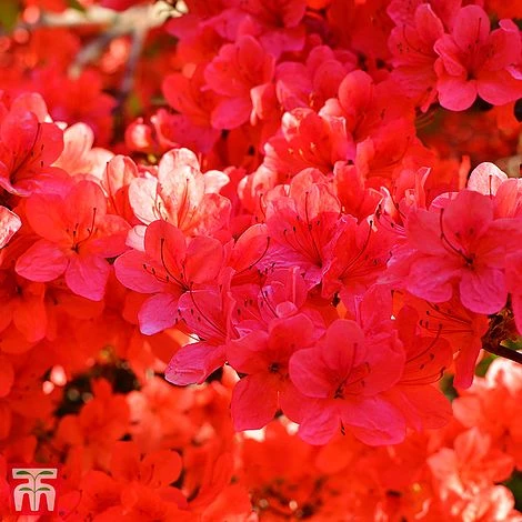 Rhododendron 'Stewartstonian' 4 Rhododendron 'Stewartstonian' - Image 2