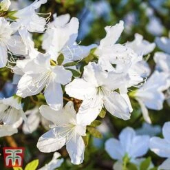 Rhododendron 'Luzi' -Garden Plants TKA3450 AZAL 1